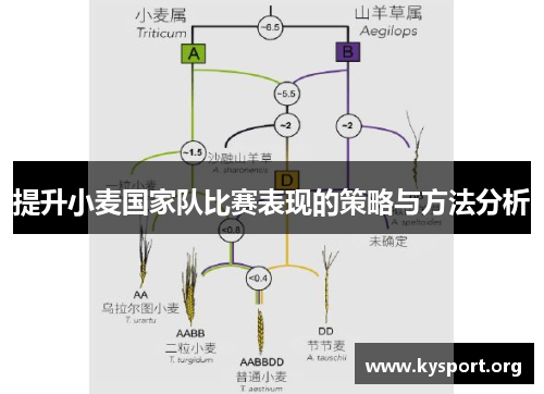 提升小麦国家队比赛表现的策略与方法分析